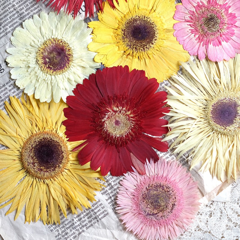 1pcs/7-9cm,Pressed Gerbera Dri - Resin Art Sticker review and price
