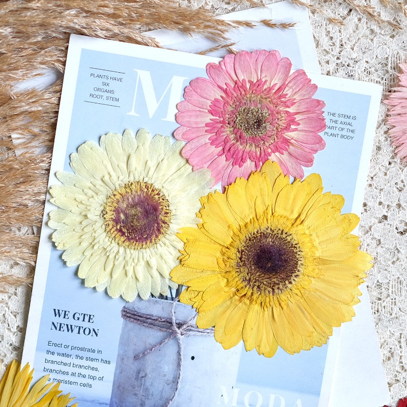 1pcs/7-9cm,Pressed Gerbera Dri - Resin Art Sticker review and price