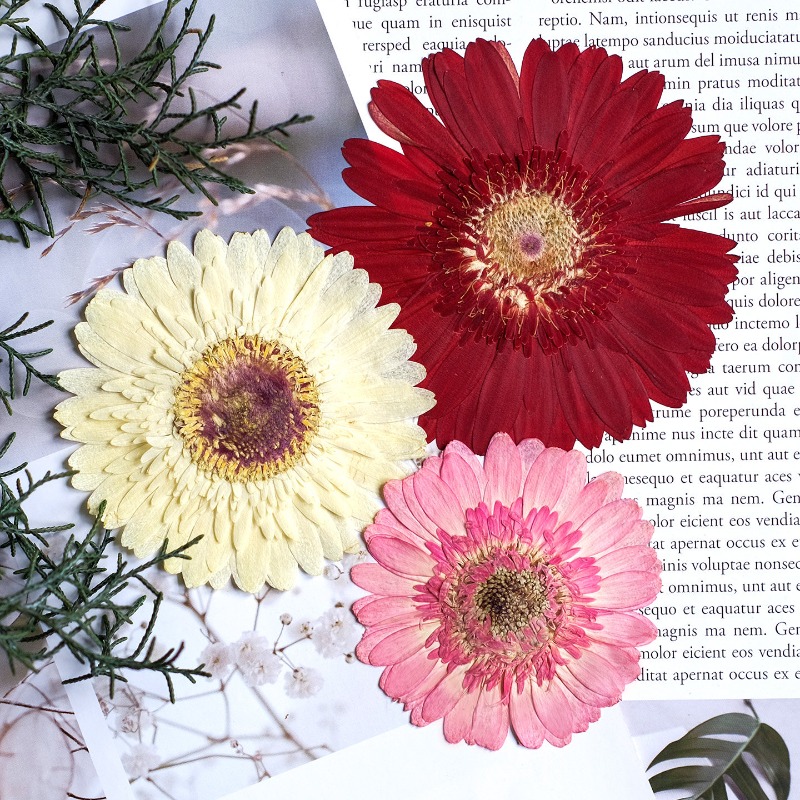 1pcs/7-9cm,Pressed Gerbera Dri - Resin Art Sticker review and price
